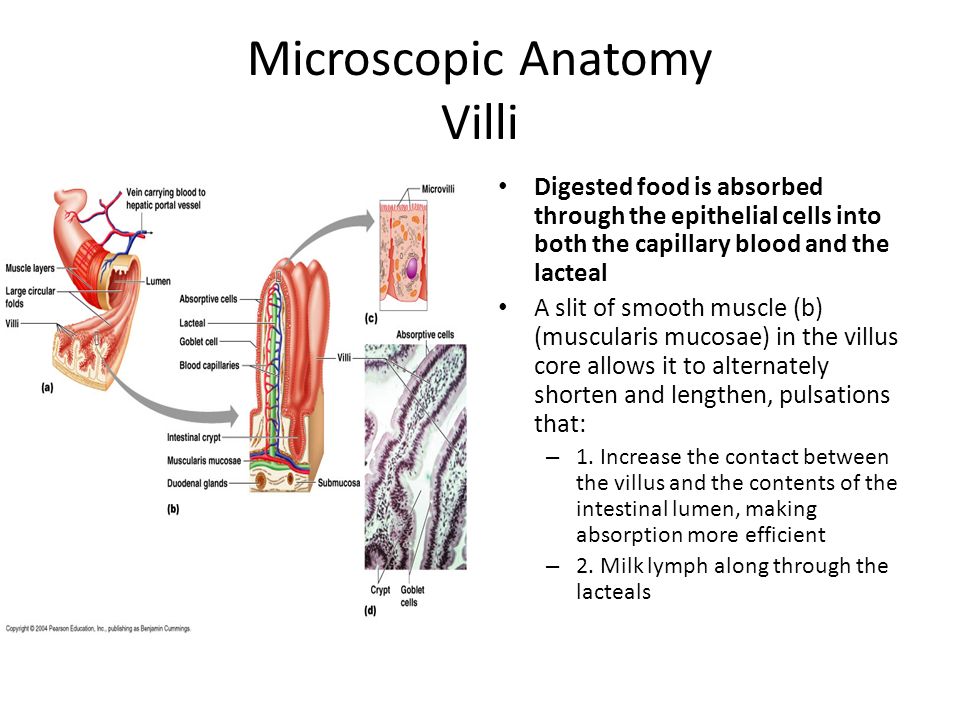 Microscopic Anatomy Modifications for Absorption - ppt ...